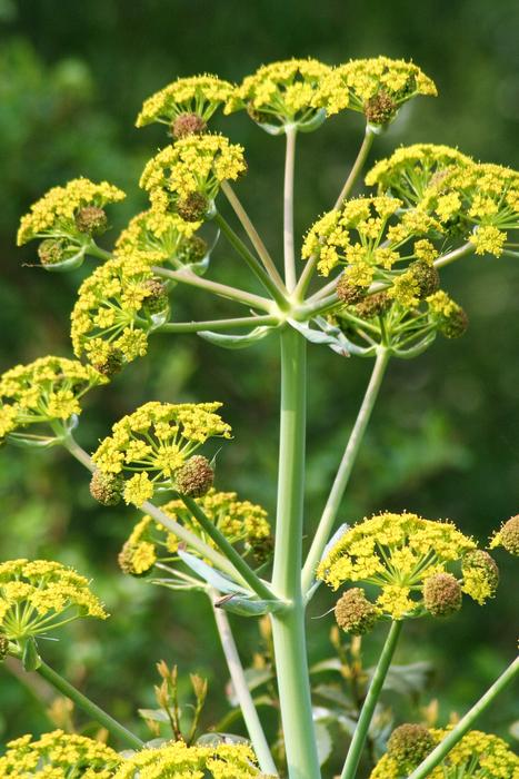 yellow Nature Flower