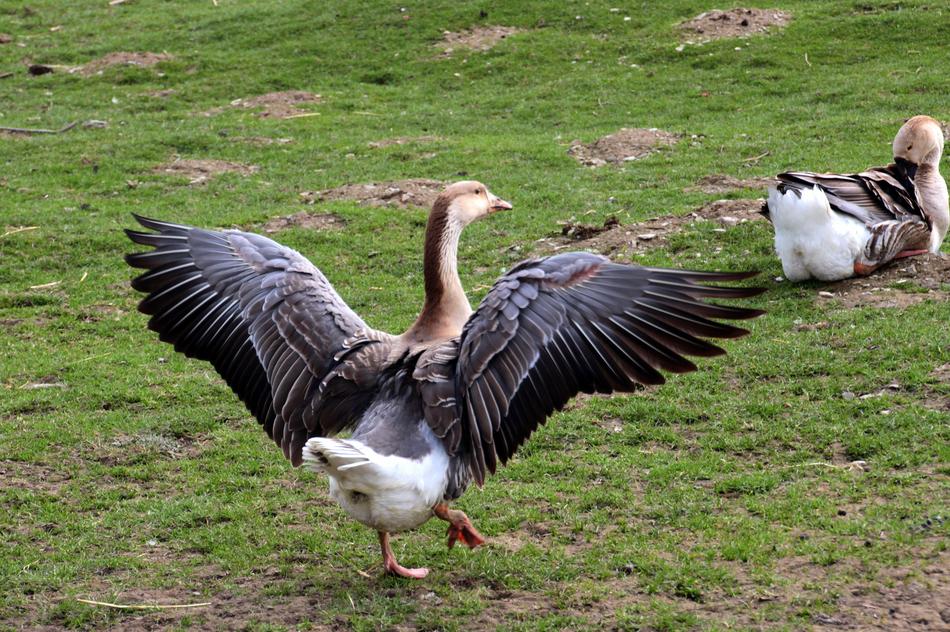 photo of humpback geese with spread wings