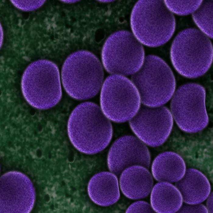 bacterial species, imitation as a drawing