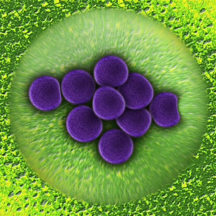 Staphylococcaceae bacteria, microscopic image