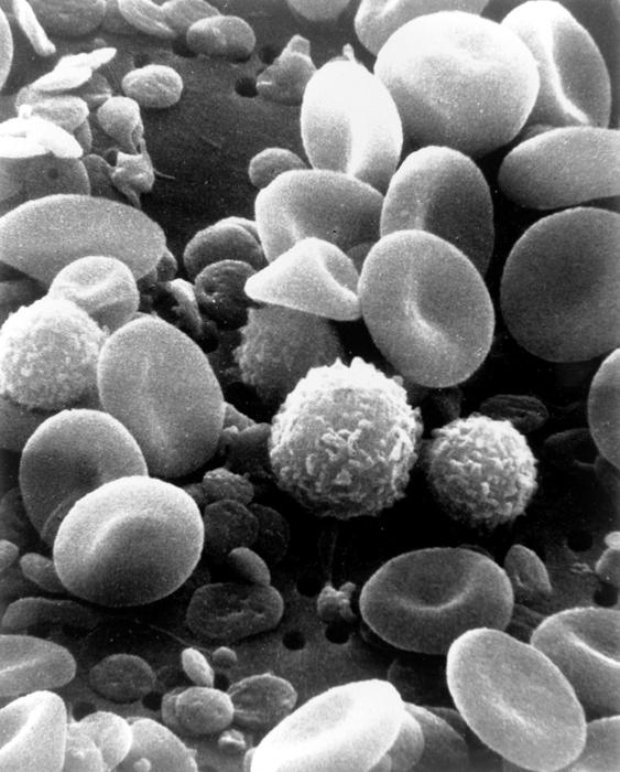 Human Blood Cells, Electron microscope image