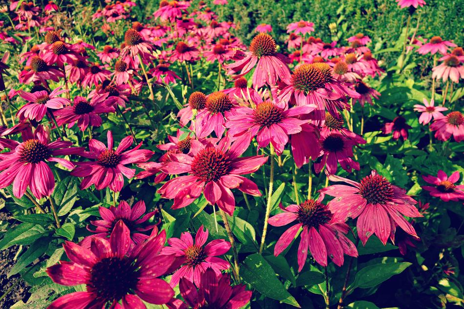 charming Cone Flower