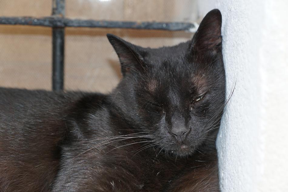 black cat sleeping near the wall close-up
