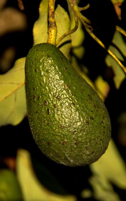 growing avocado