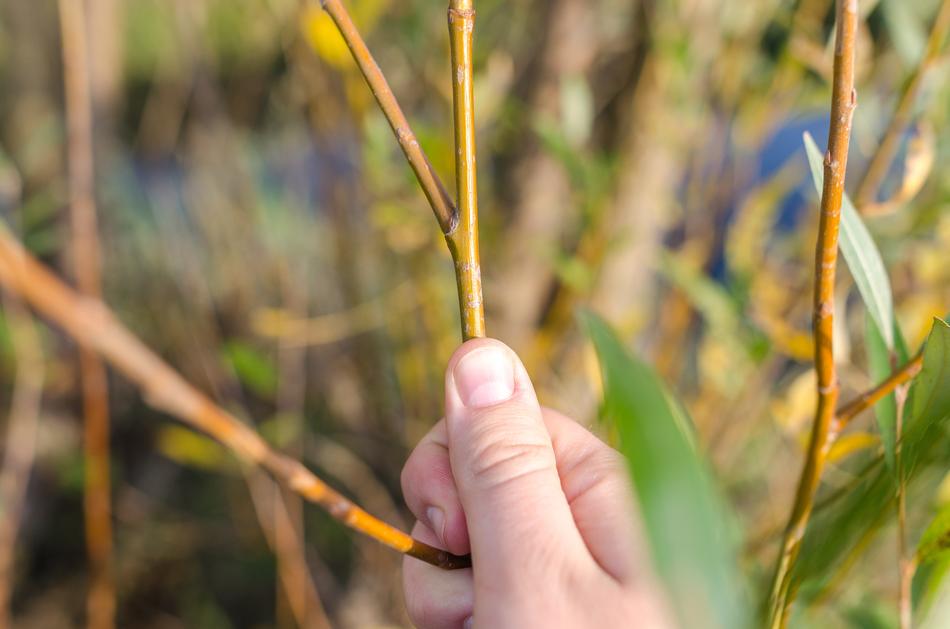 Willow Nature