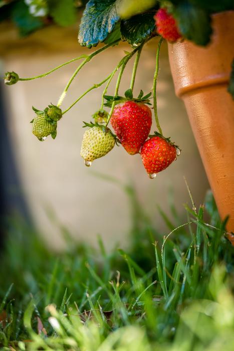 strawberries in the garden in the rain close-up on a blurred background