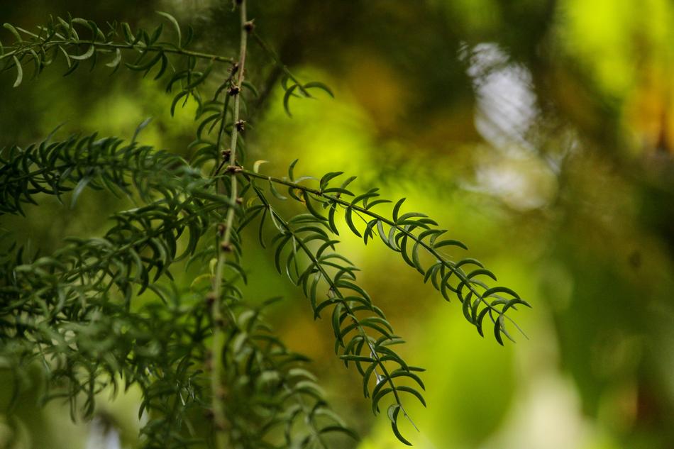 Racemosus green flowers