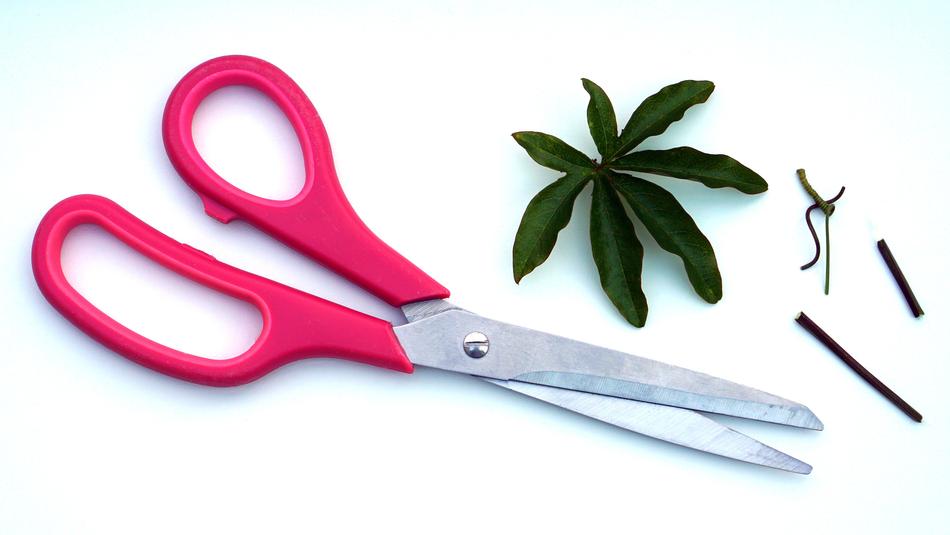trim the plant with scissors