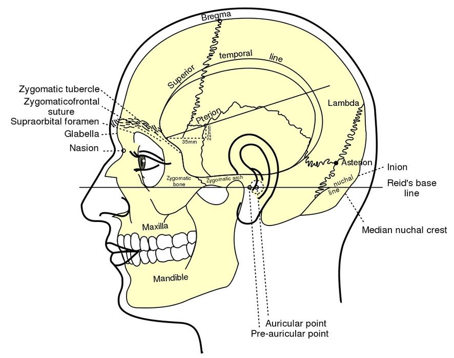 skull structure