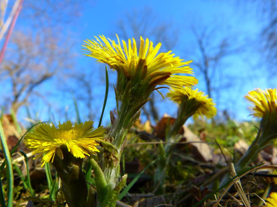 Beautiful yellow Flowers Blossom at blue sky background