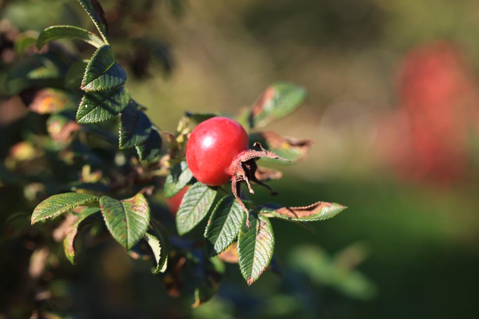 magnificent Rose Fruit