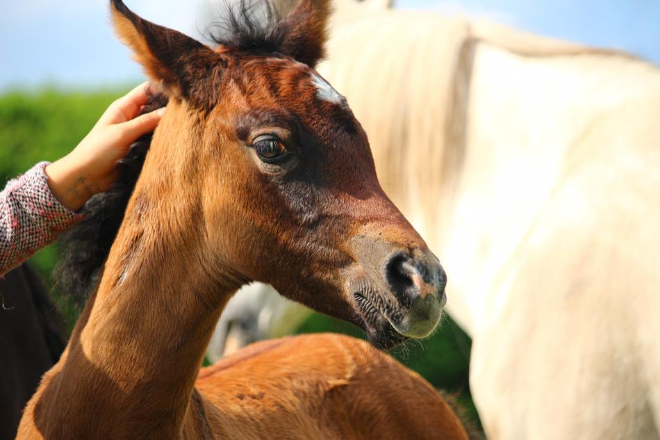 young arabian foal