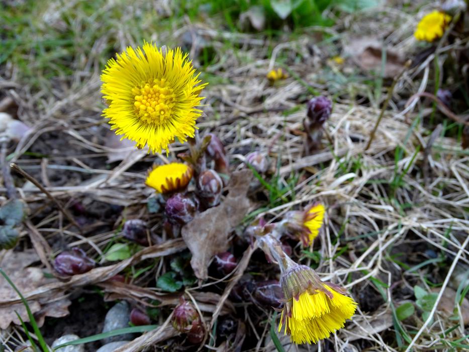 Farfara Flower Yellow