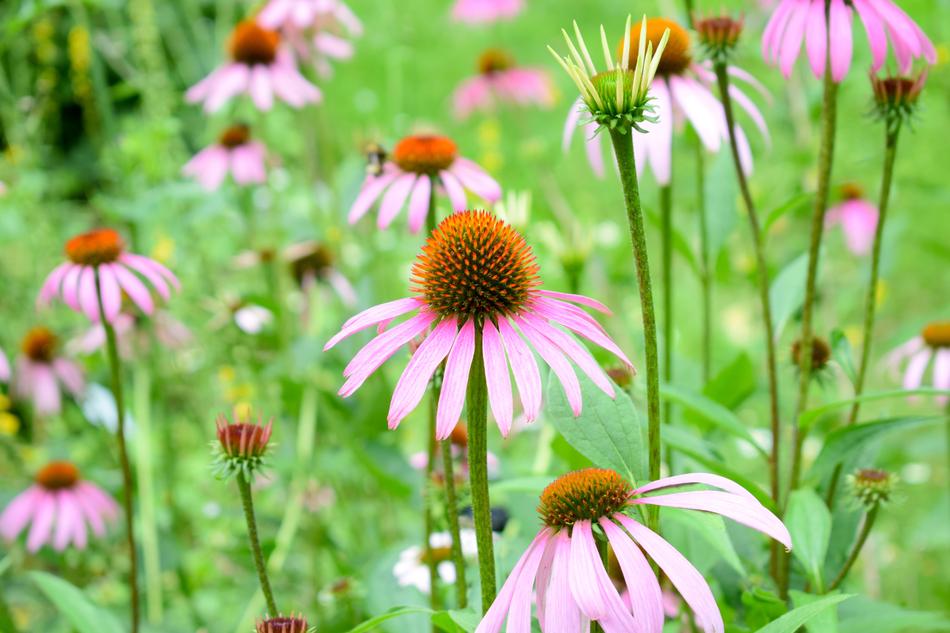 charming Echinacea Flowers