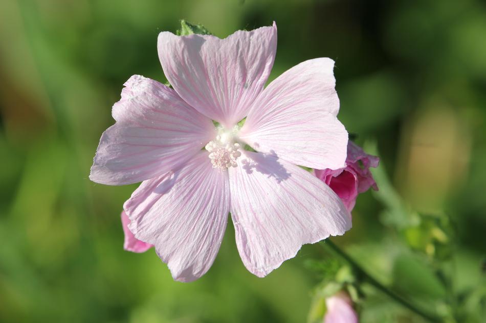 charming Marshmallow Pink