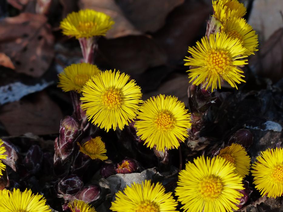 Farfara Flowers yellow
