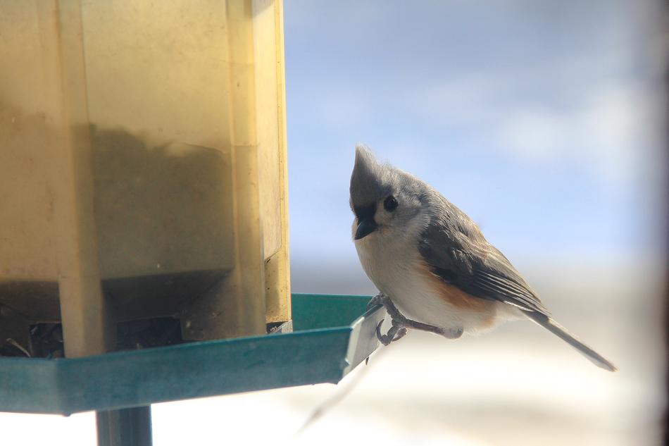 small Bird Feeding Animal