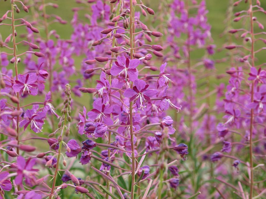 Close-up of the beautiful, blossoming, purple and pink firewood flowers