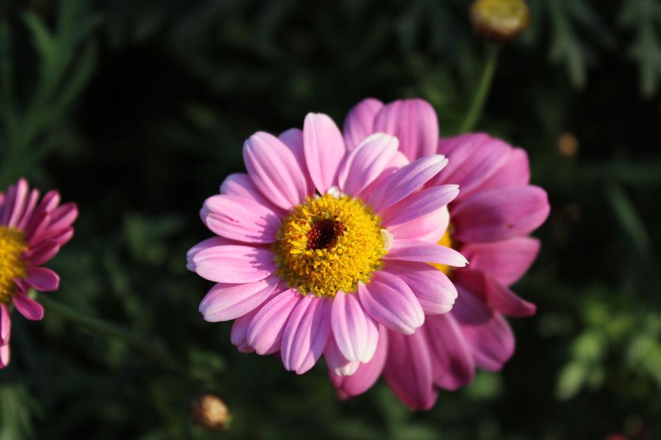 violet Echinacea Flowers