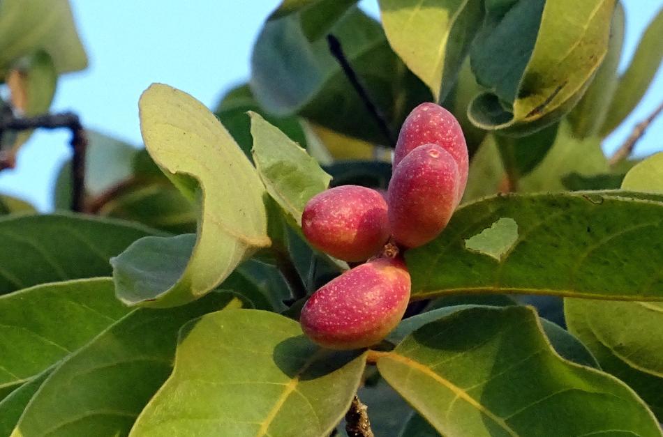 Fruit Chebulic red