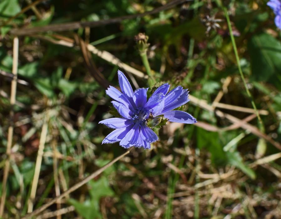 Beautiful, blooming, blue and violet wild chicory flowers