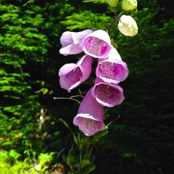 Foxglove Flower violet