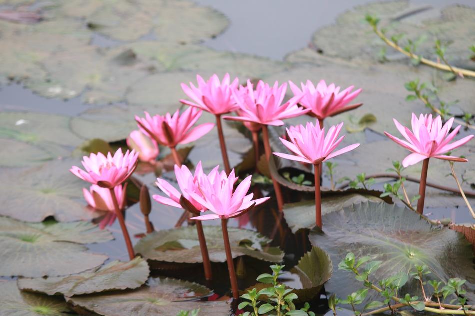pink Beauty Flowers
