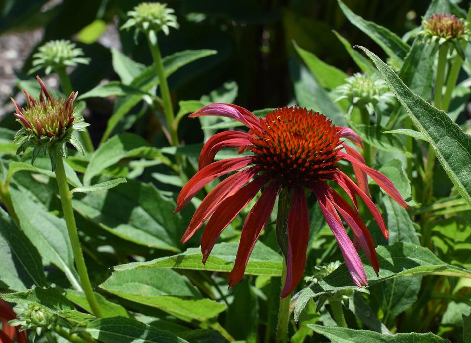 Cloe-up of the beautiful, red echinacea flower, among the other colorful buds and leaves