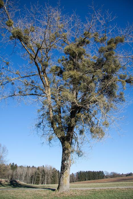 poplar in a field on a sunny day