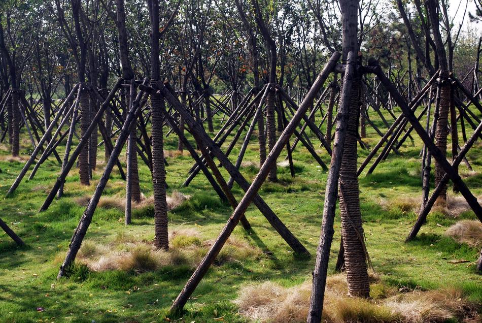 landscape of Trees Supports Pruning
