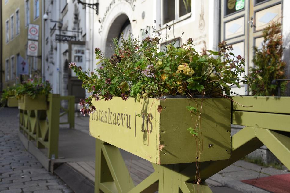 Beautiful boxes, with the colorful herbs with the flowers, near the buildings, in light