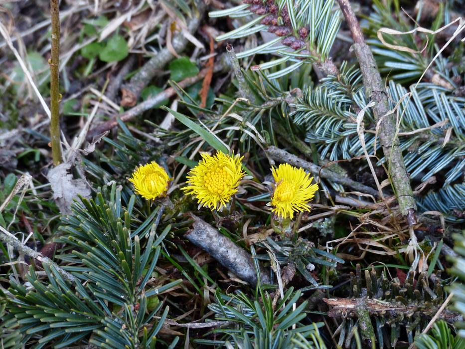 Beautiful, blooming, yellow Tussliago Farfara flowers, amonf the colorful leaves, in the forest