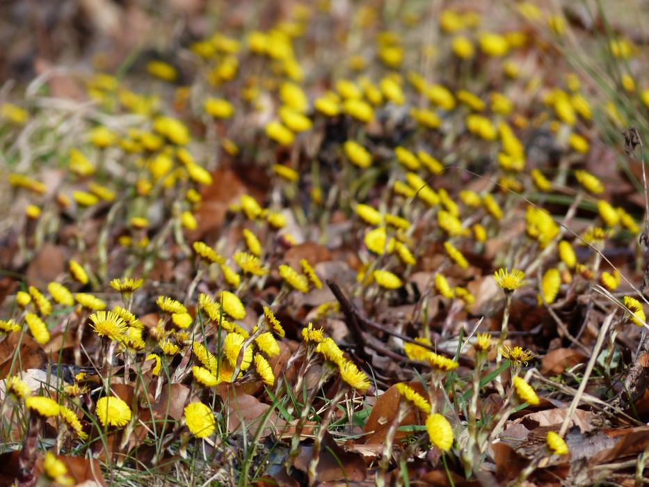 Farfara yellow Flowers
