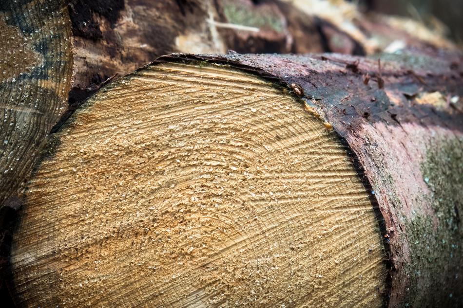 Wood Log Forestry