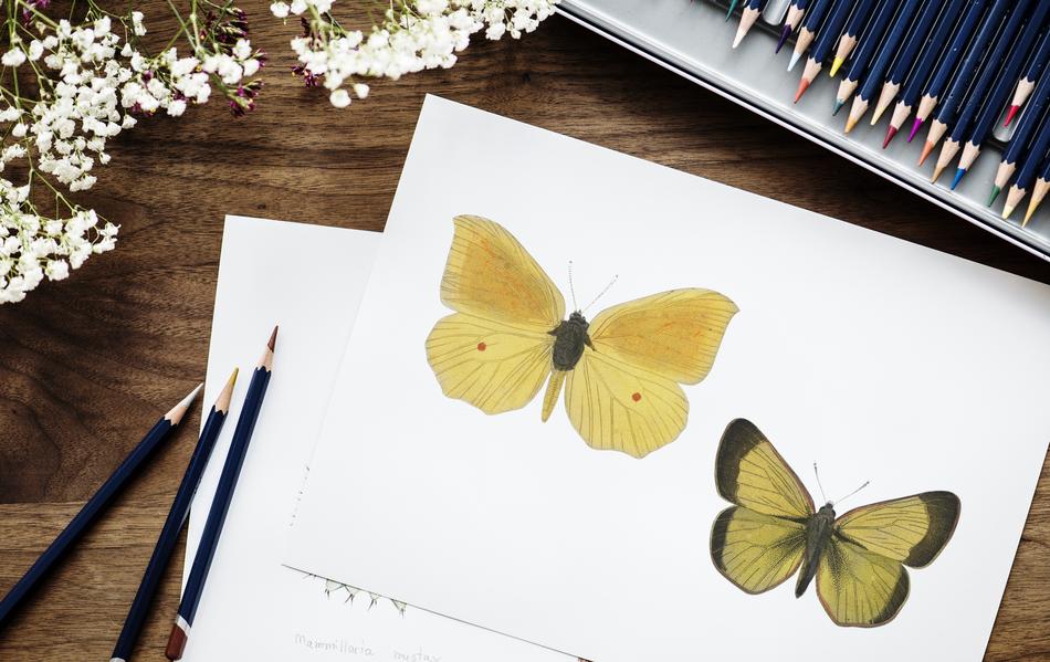 drawings of butterflies on a sheet of paper in design