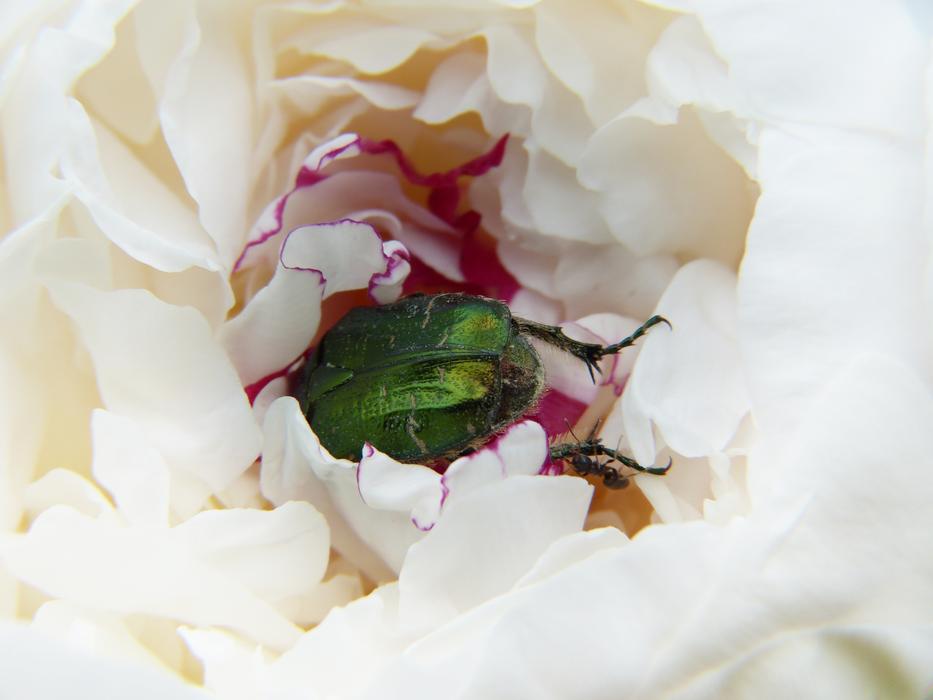 green beetle in a white peony bud