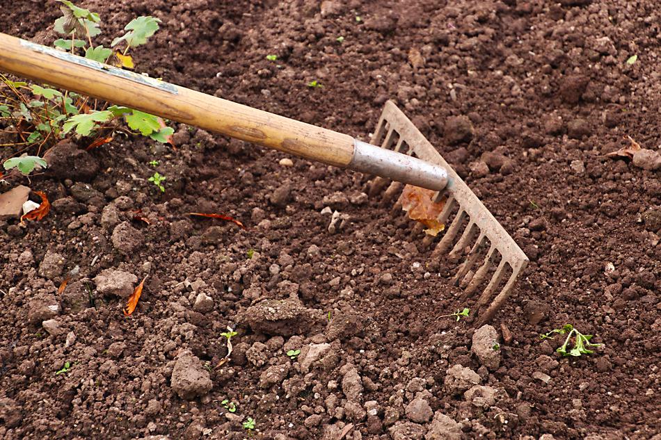rake on soil in the garden