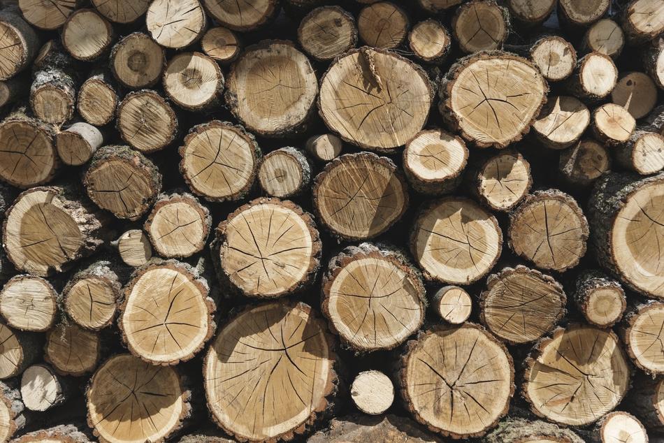 Close-up of the beautiful, brown tree logs as firewood, in light