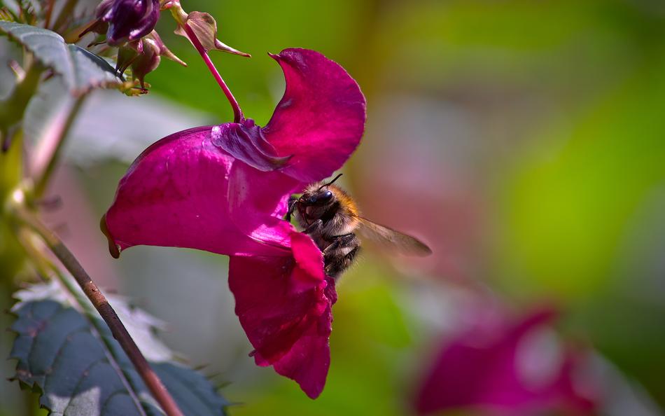 Close-up of the beautiful and colorful bumblebee, on the beautiful purple flowers