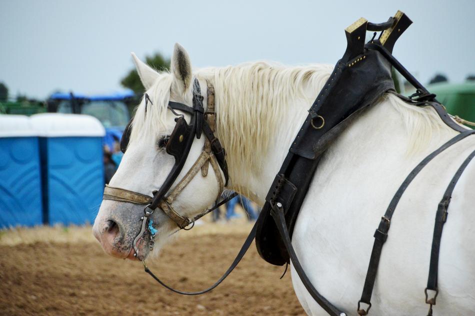 white Workhorse Animal