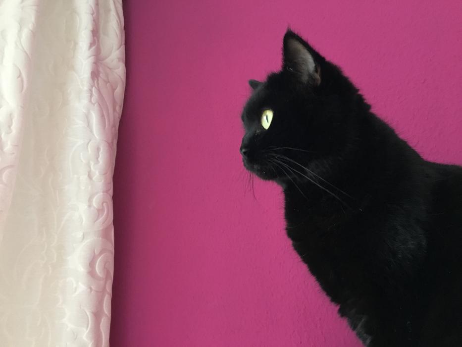 Cute black Cat on purple wall backgroundw1