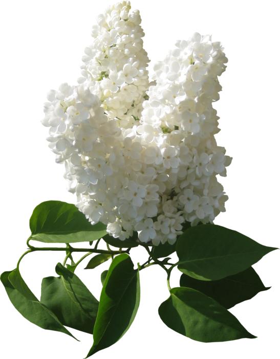 branch of white lilac on a white background