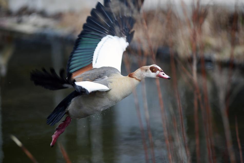 nilgans is flying over the lake