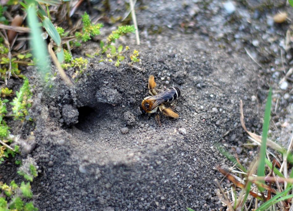 Bee on the earth among the plants