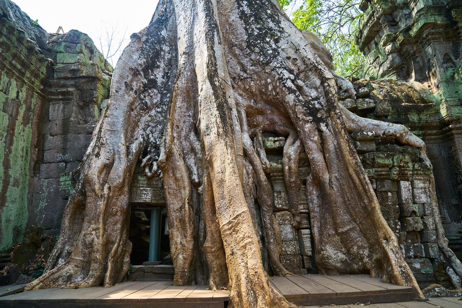 Beautiful, shiny tree among the green plants in Angkor Wat, Cambodia,