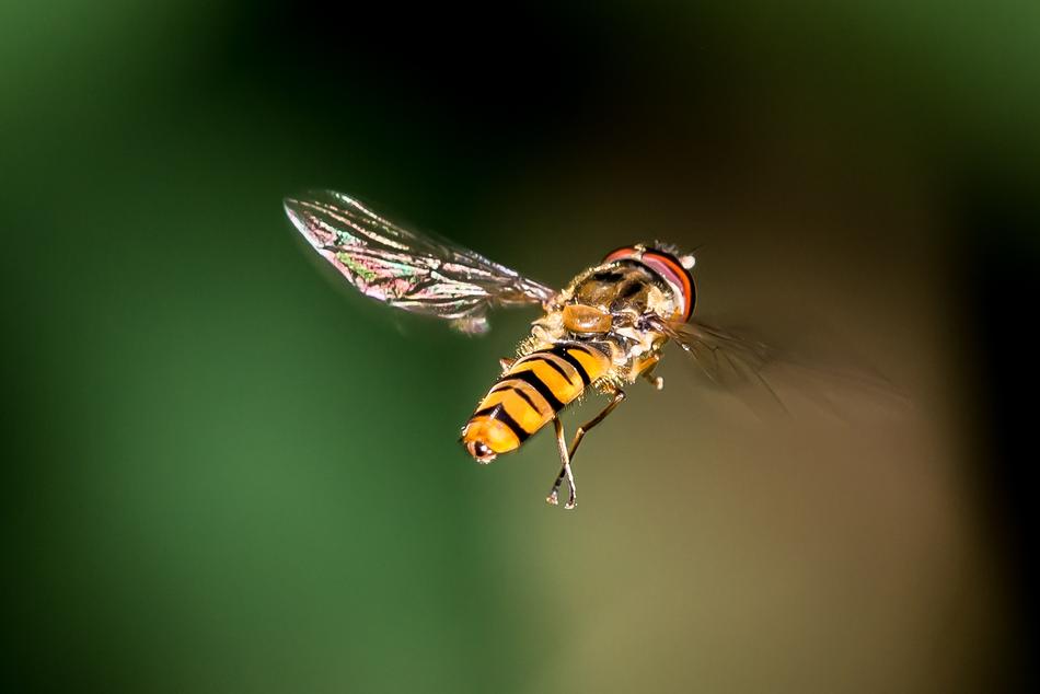 Close-up of the colorful, flying bee, at colorful blurred background