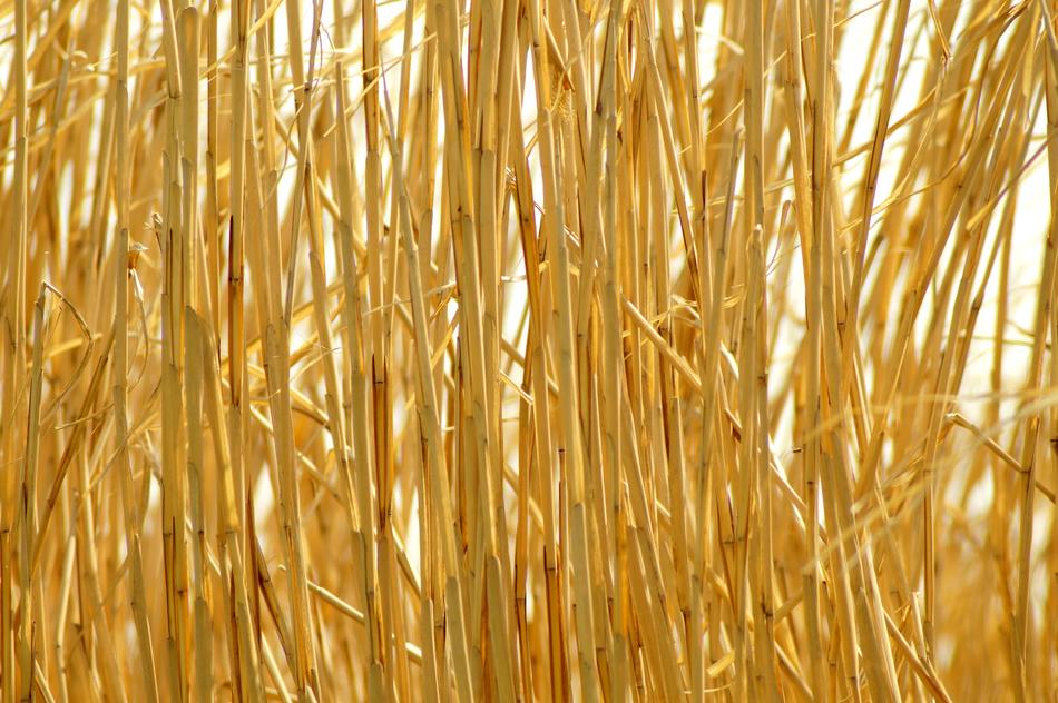 Straw Golden free image download