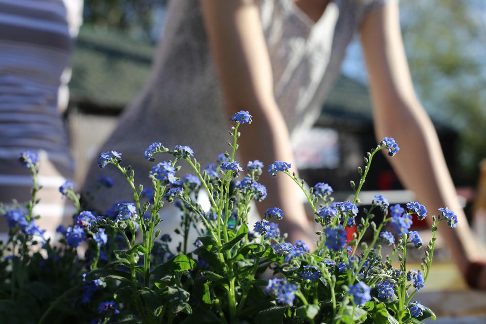 blue flowers on a balcony on a background of a girl
