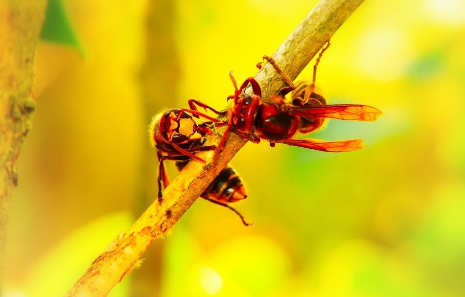 Close-up of the red, yellow and black European hornets on the branch
