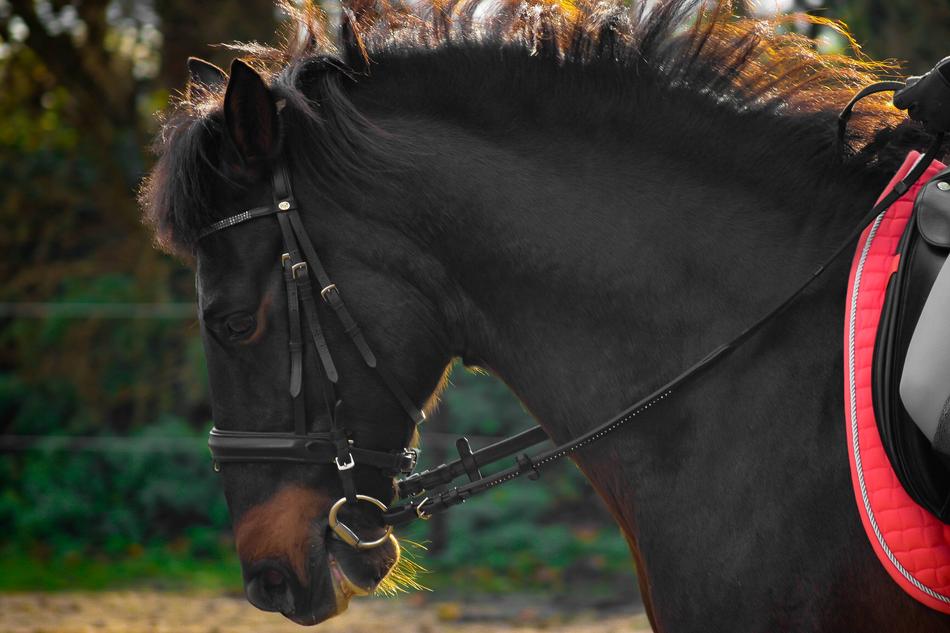 Andalusians Spanish Horse
